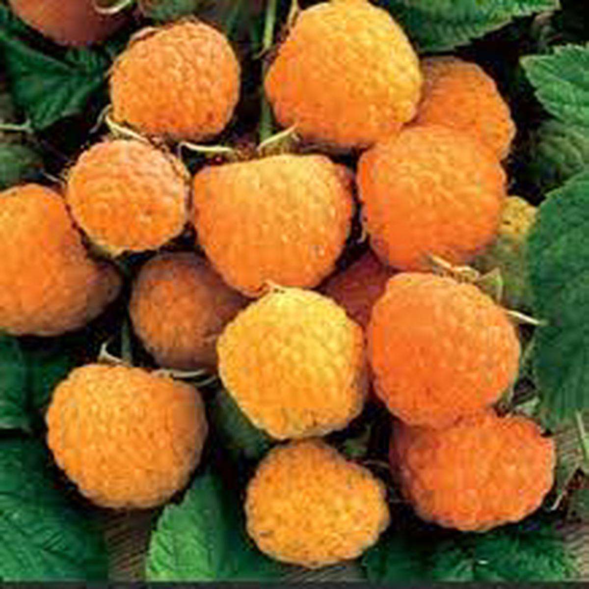 RARE Anne Yellow Raspberry Fruit Seeds for Planting Ideal Home Garden, Heirloom & Non-GMO Seeds