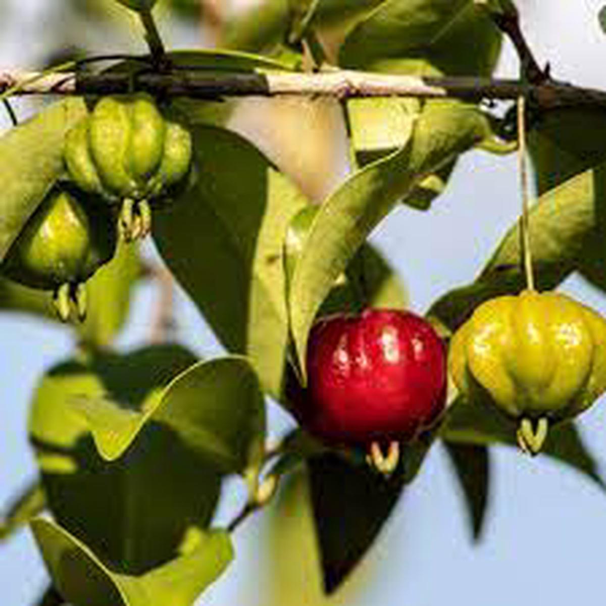 Red Eugenia Rhombea Fruit Seeds for Planting | Heirloom Non-GMO Organic Seeds for Tropical Garden Fruits