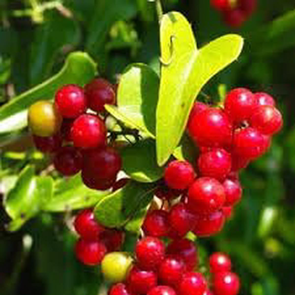 Sarsaparilla Nostrana Fruit Seeds for Planting Organic, Heirloom & Non-GMO, Traditional Herbal Garden Plant
