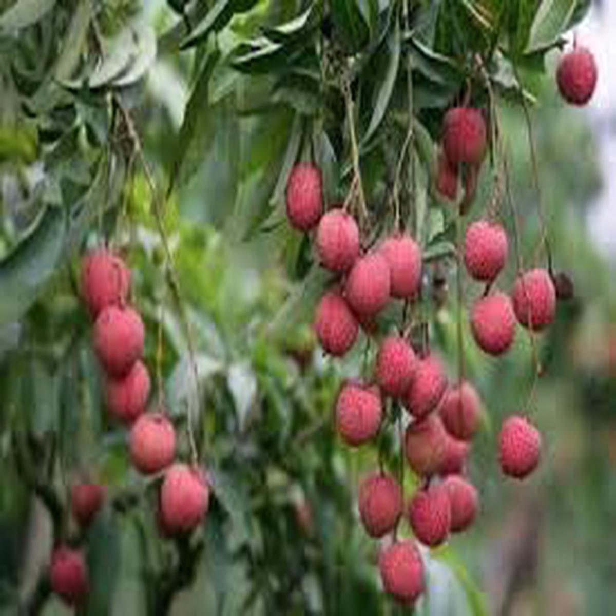 Sea Grape Fruit Seeds for Planting  Heirloom Non-GMO High Germination Organic Garden Seeds