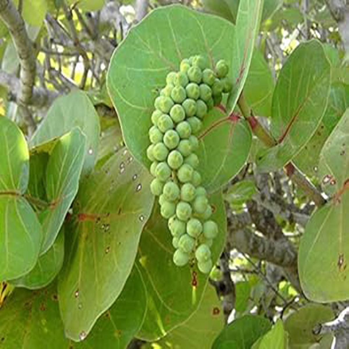 Sea Green Grape Fruit Seeds for Planting Unique, Nutritious Green Grapes for Coastal Gardens, Heirloom & Non-GMO