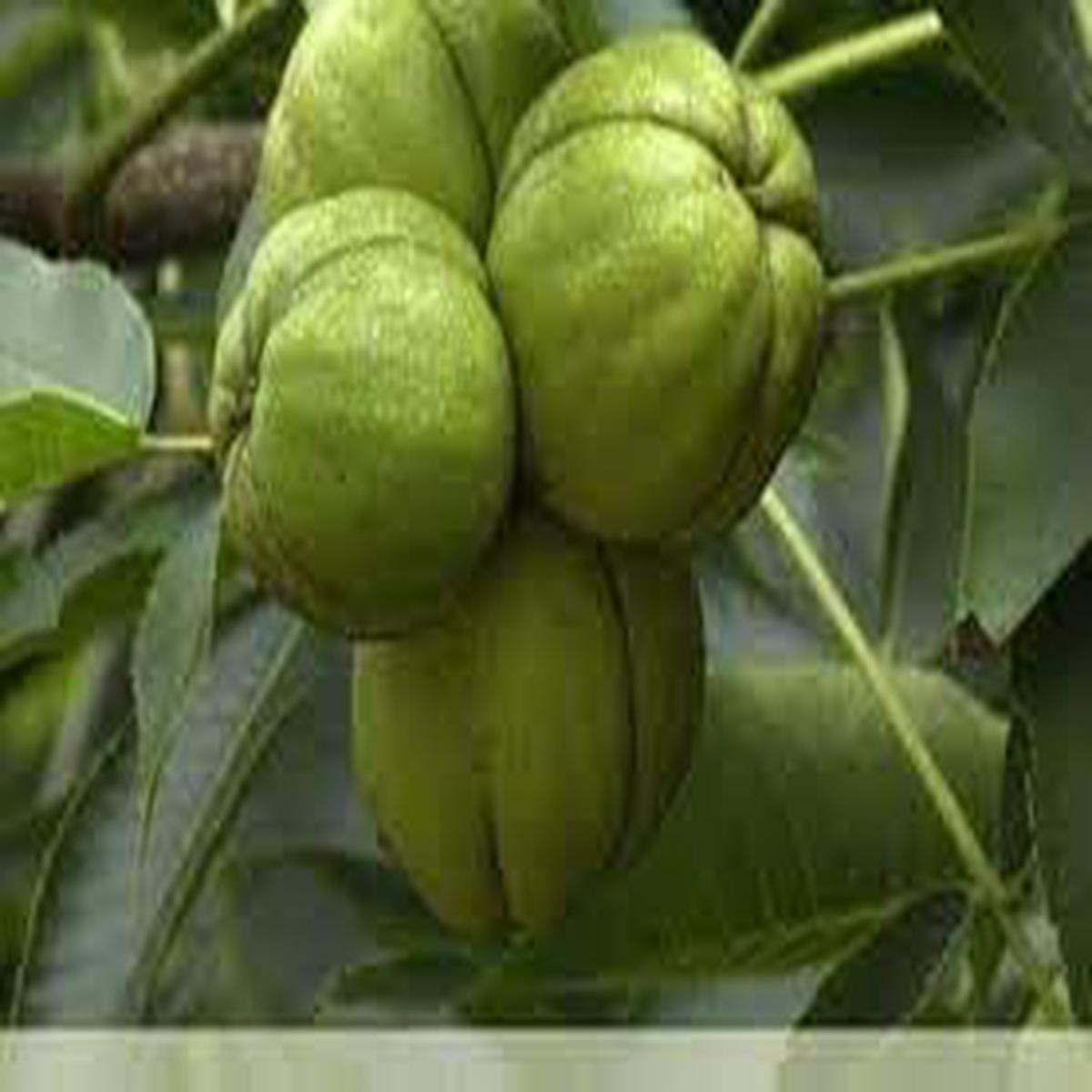 Shagbark Fruit Seeds for Planting  Hardy, Unique Fruit Trees, Heirloom & Non-GMO, High Germination Seeds