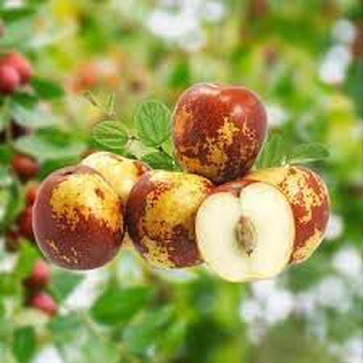 Shanlix Jujube Fruit Seeds for Planting  Sweet, Dried Fruit Trees, Heirloom & GMO Free Seeds for Home Garden
