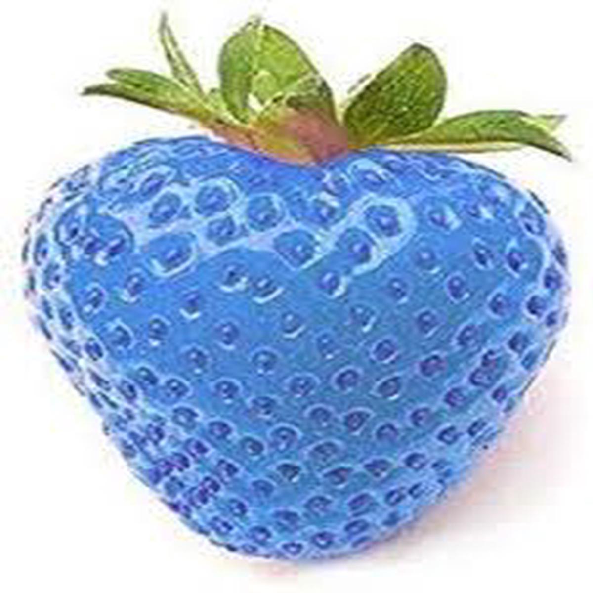 Sky Blue Strawberry Fruit Seeds for Planting Heirloom Non-GMO High Germination Organic Garden Seeds