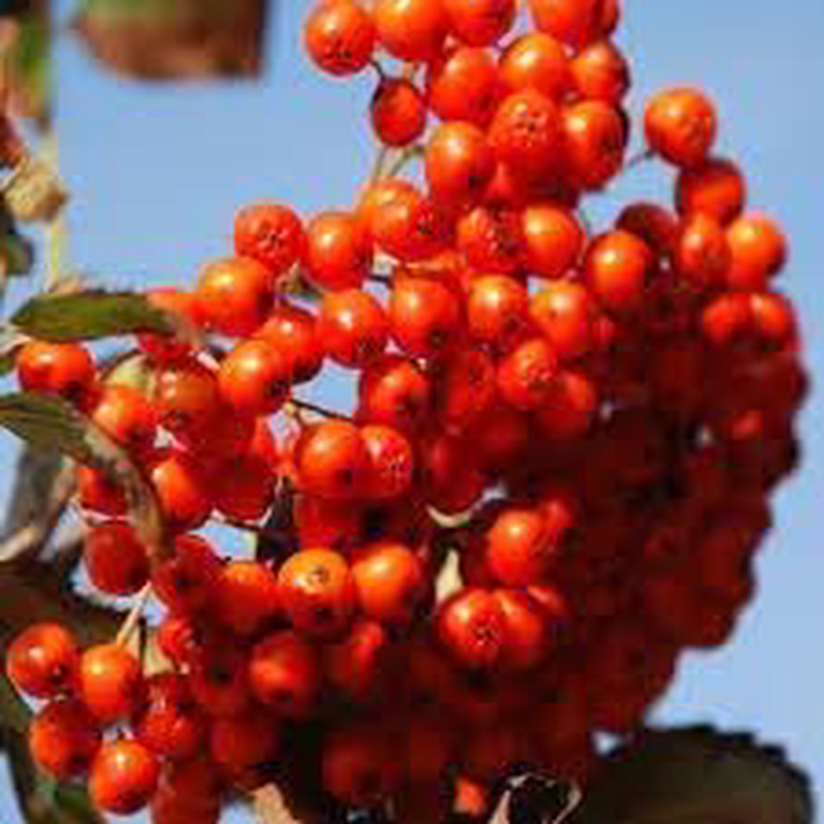Sorbus Aucuparia Fruit Seeds Grow Rowan Trees with Bright Red Berries