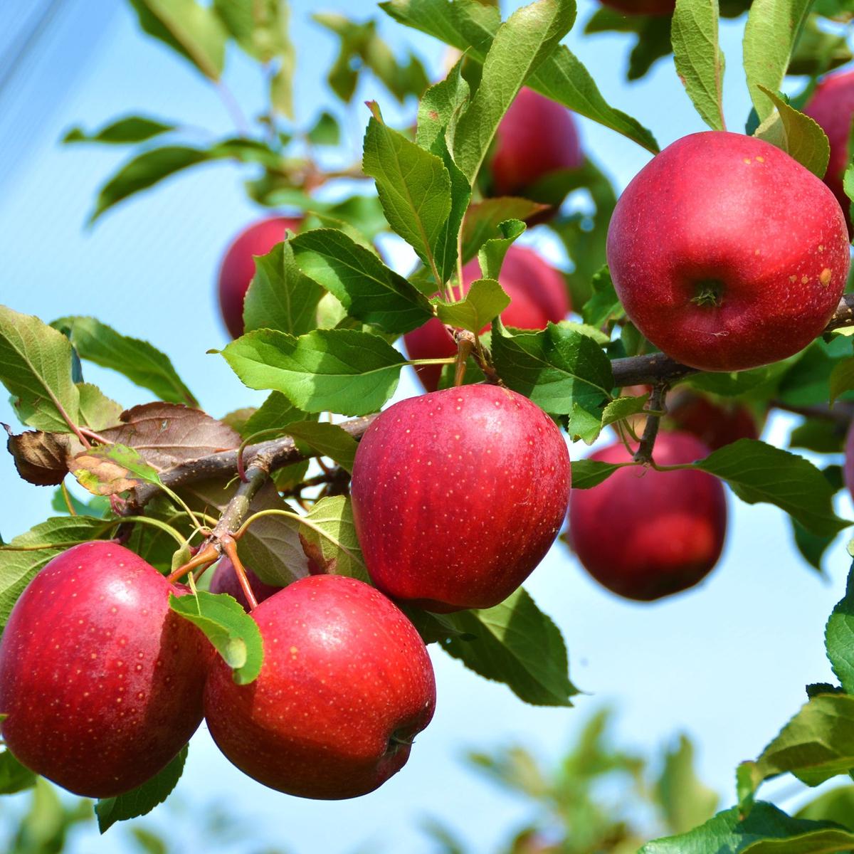 Stayman Winesap Apple Seeds for Planting Tart, Spicy & Flavorful Heirloom Apples