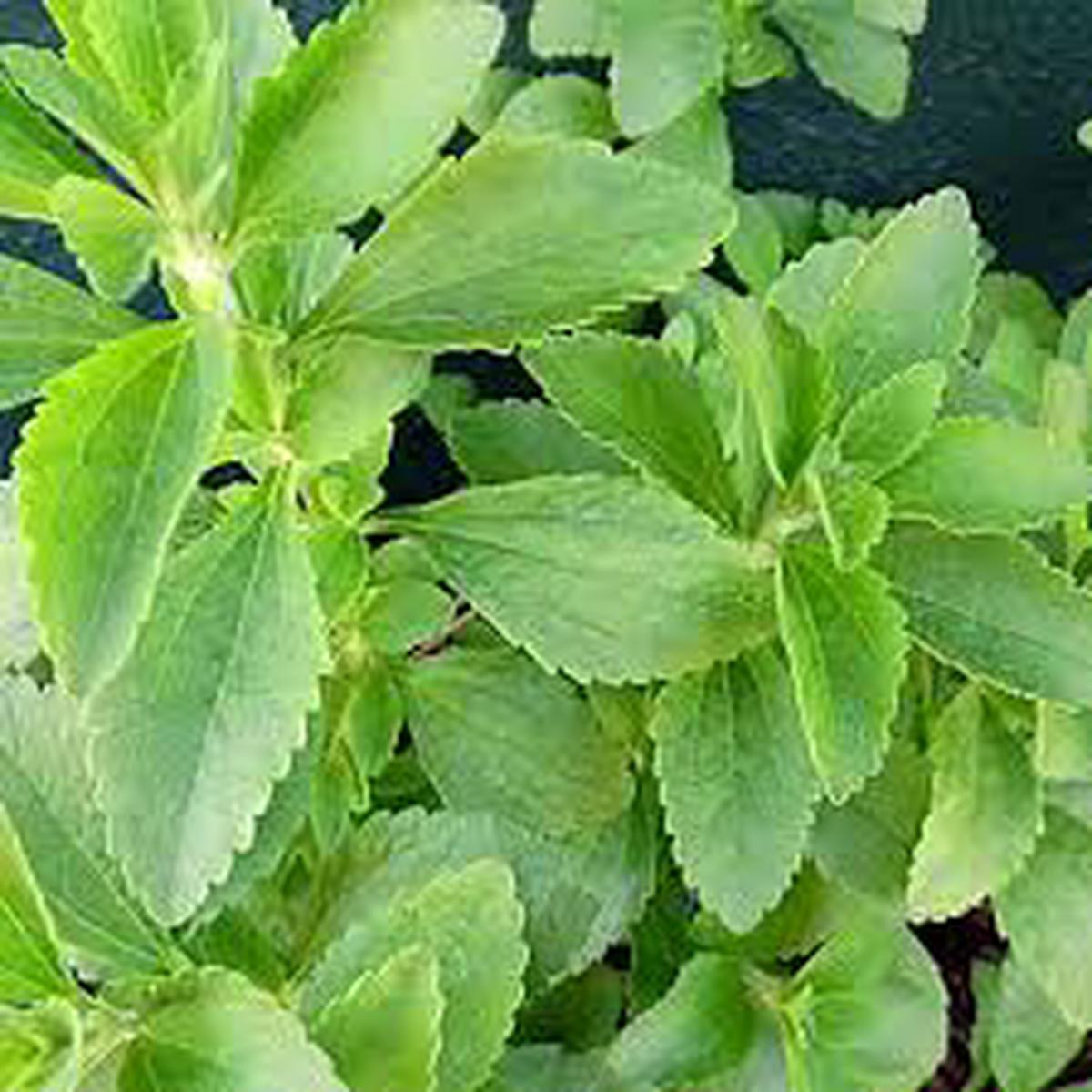 Stevia Sugar Plant Seeds for Planting  Natural Sweeteners, Heirloom & Non-GMO, High Germination Seeds