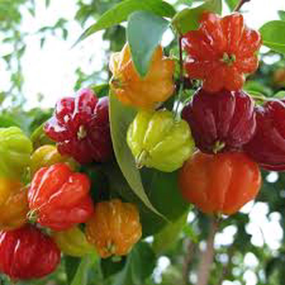 Surinam Cherry Fruit Seeds for Planting  Tropical Fruits with Unique Flavor, Heirloom & Non-GMO, High Germination