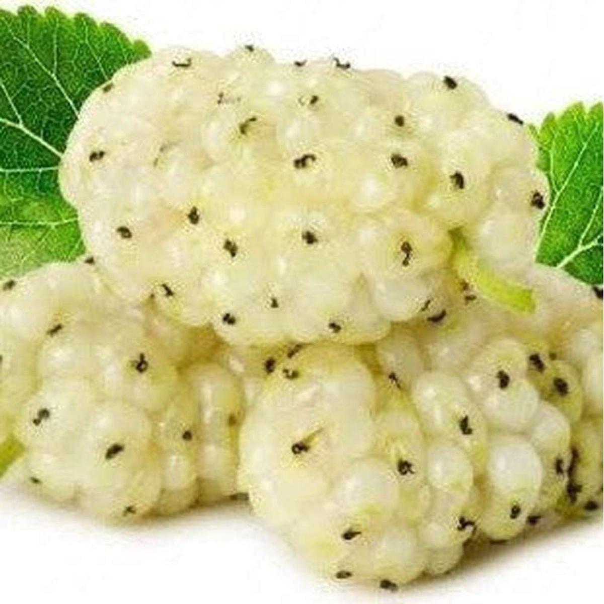 Sweet Watermelon Vine Seeds  Cultivate Refreshing Summer Fruits, Heirloom, Non-GMO & Organic Garden Seeds