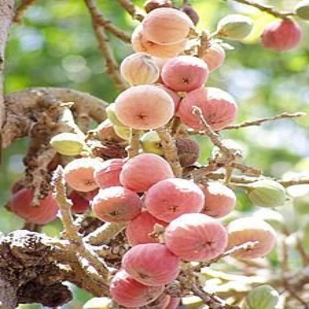 Sycomore Fig (Ficus sycomorus) Seeds Rare Egyptian Fig, Pink-Yellow African Fig, Heirloom & Non-GMO Seeds
