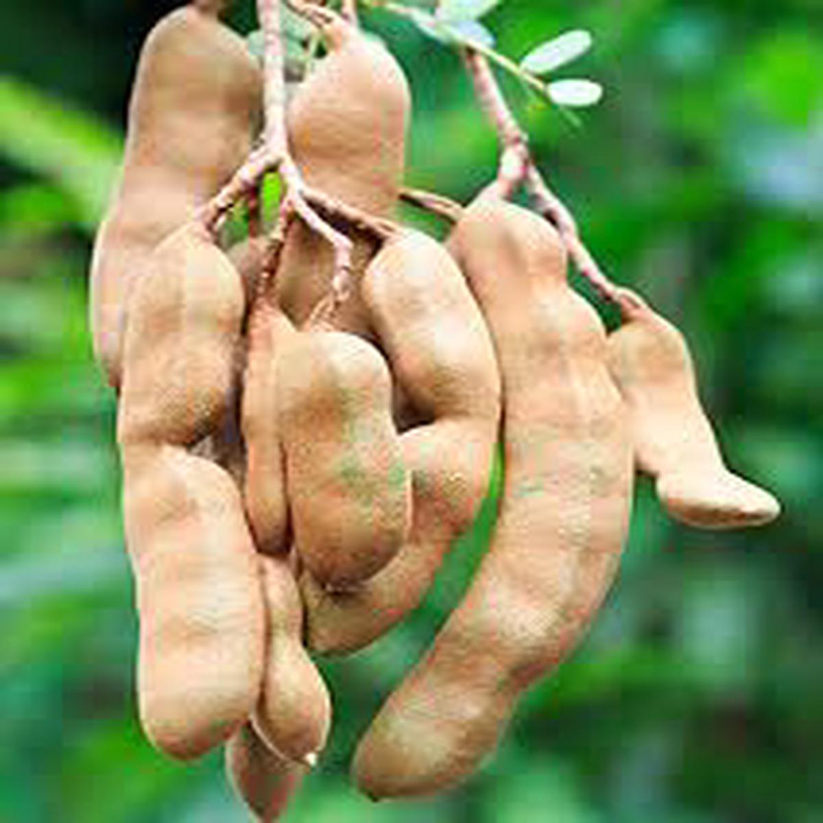 Tamarind Fruit Seeds for Planting  Tropical Trees, Heirloom & Non-GMO, High Germination Organic Seeds