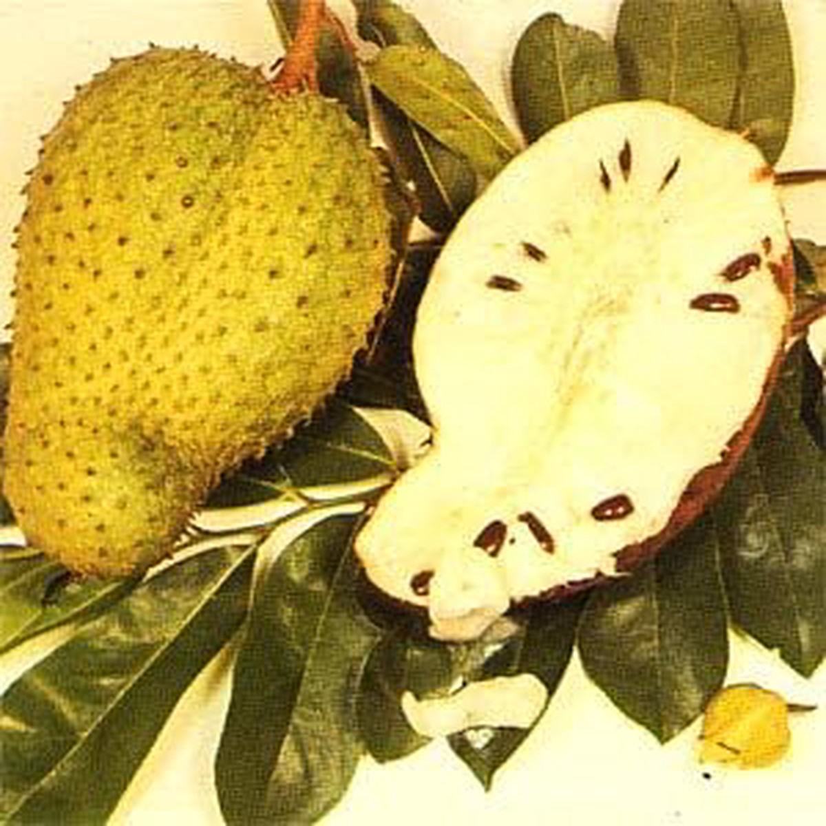 Yellow Green Soursop Fruit Seeds for Planting Heirloom, GMO Free, High Germination Organic Garden Seeds for Home Garden