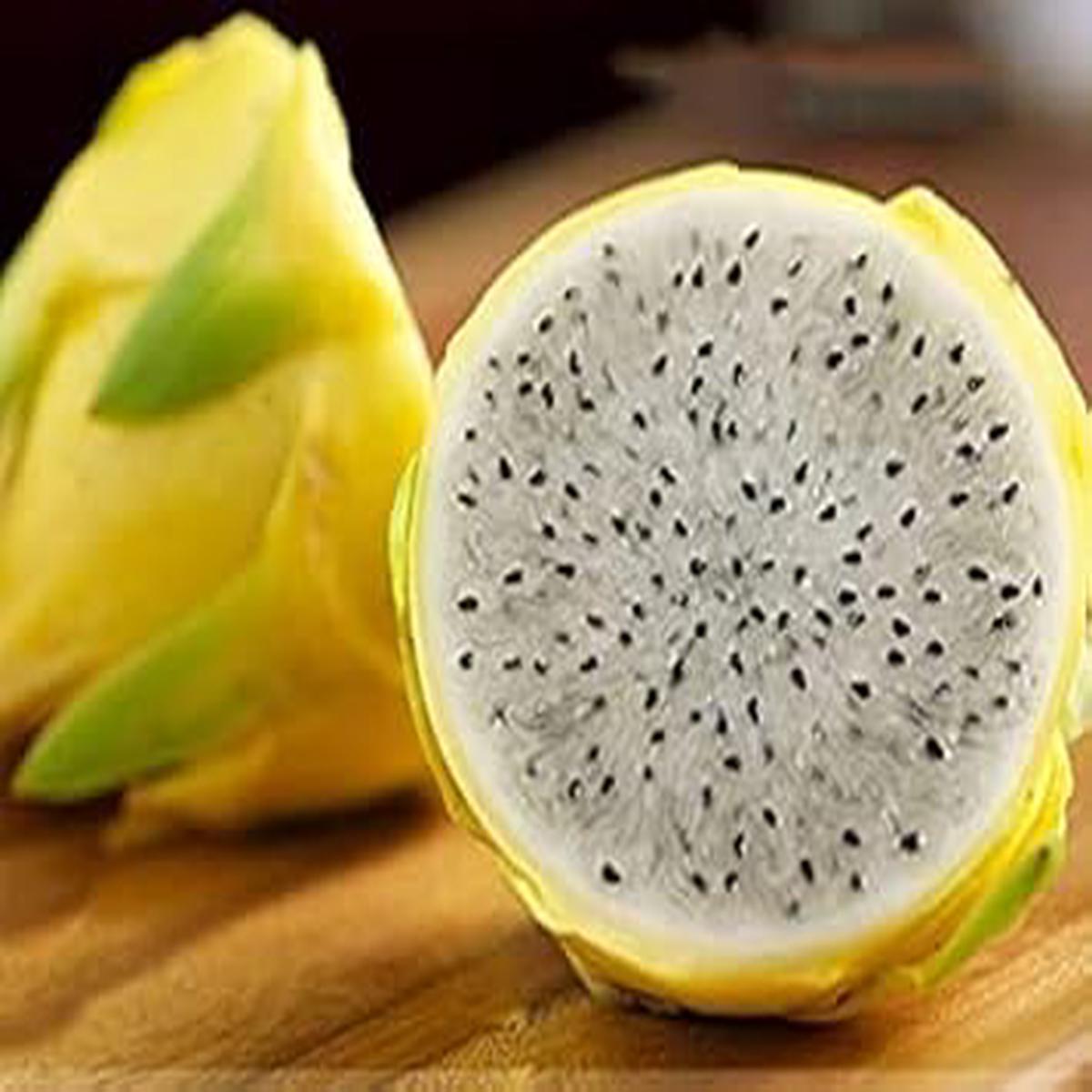 Yellow Melon Fruit Seeds for Planting Sweet, Refreshing Melons, Heirloom & Non-GMO Seeds for Home Garden