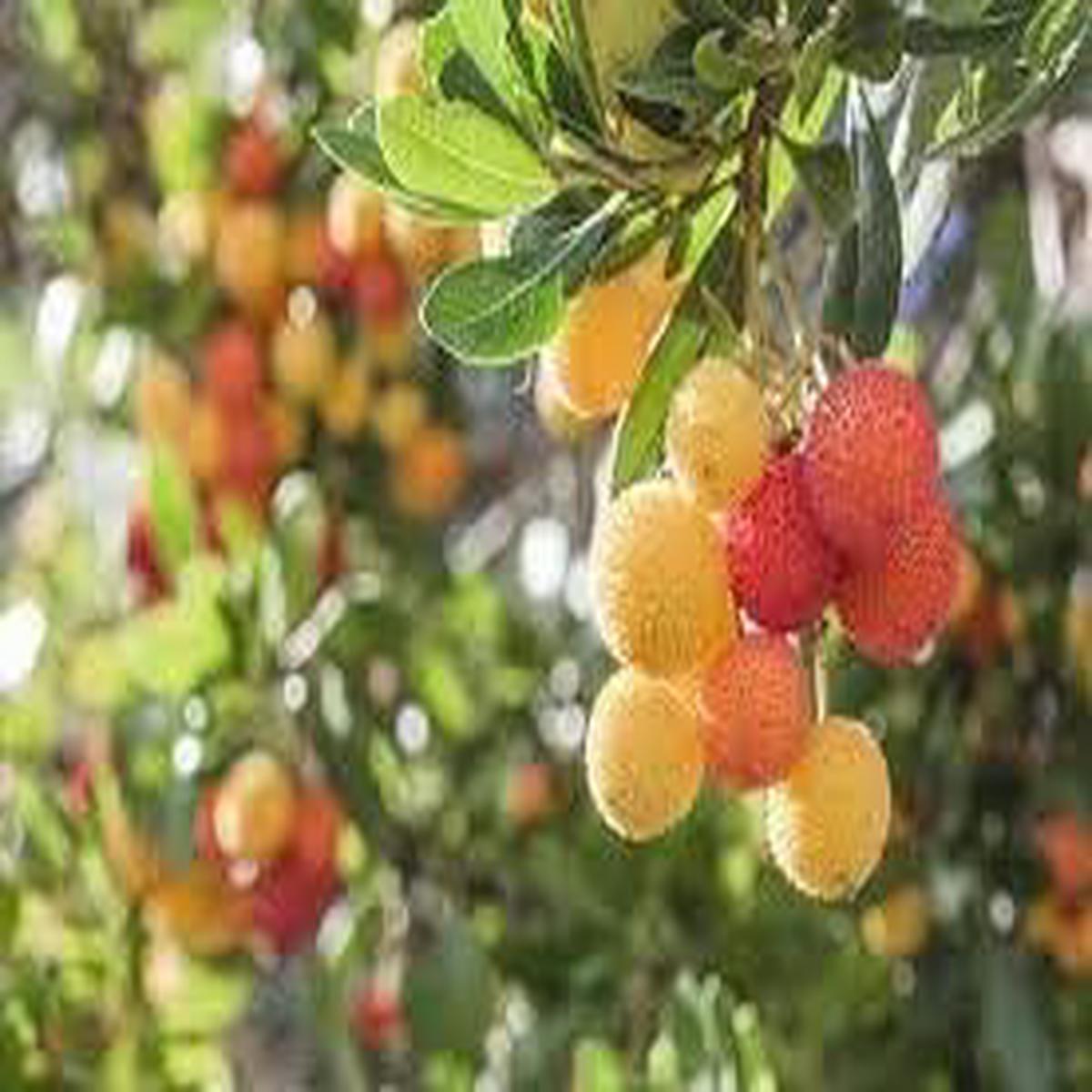 Yellow Red Bayberry Fruit Seeds for Planting Aromatic Fruits for Home Gardens, Heirloom & Non-GMO, High Germination