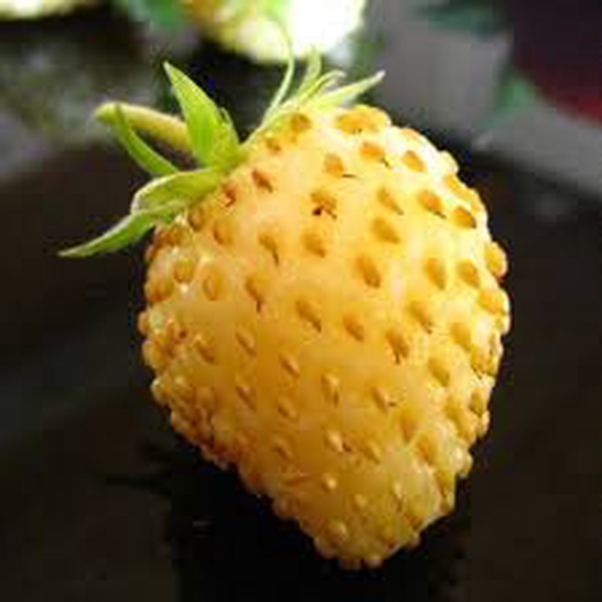 Yellow Strawberry Fruit Seeds for Planting Sweet, Juicy, Heirloom & Non-GMO Seeds for Home Garden