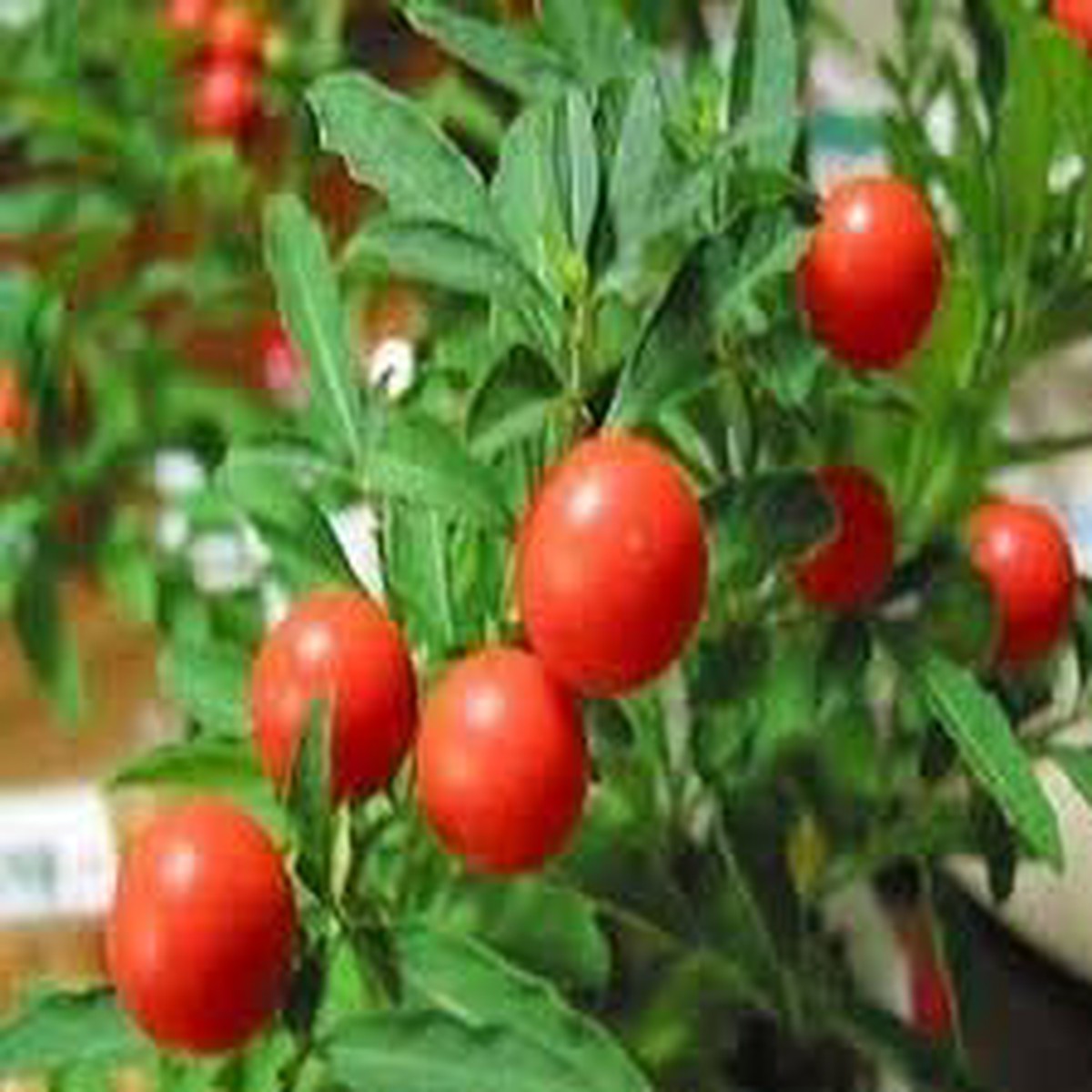 Ashwagandha Plant Seeds  Grow Herbal Remedy for Wellness & Strength