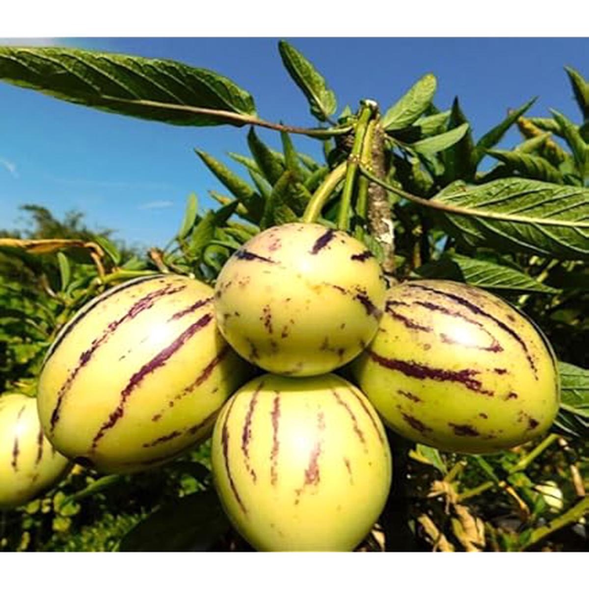 Asian Apple Melon Seeds for Planting Exotic, Sweet & Tangy Fruit, Heirloom, High Germination, Non-GMO Organic Garden Seeds