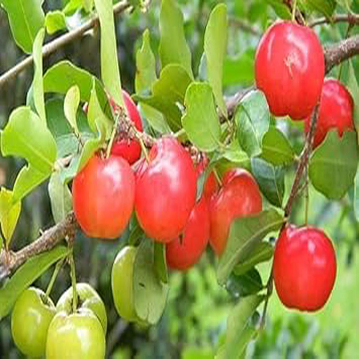 Barbados Fruit Seeds for Planting Tropical Fruits, Heirloom & Non-GMO, High Germination