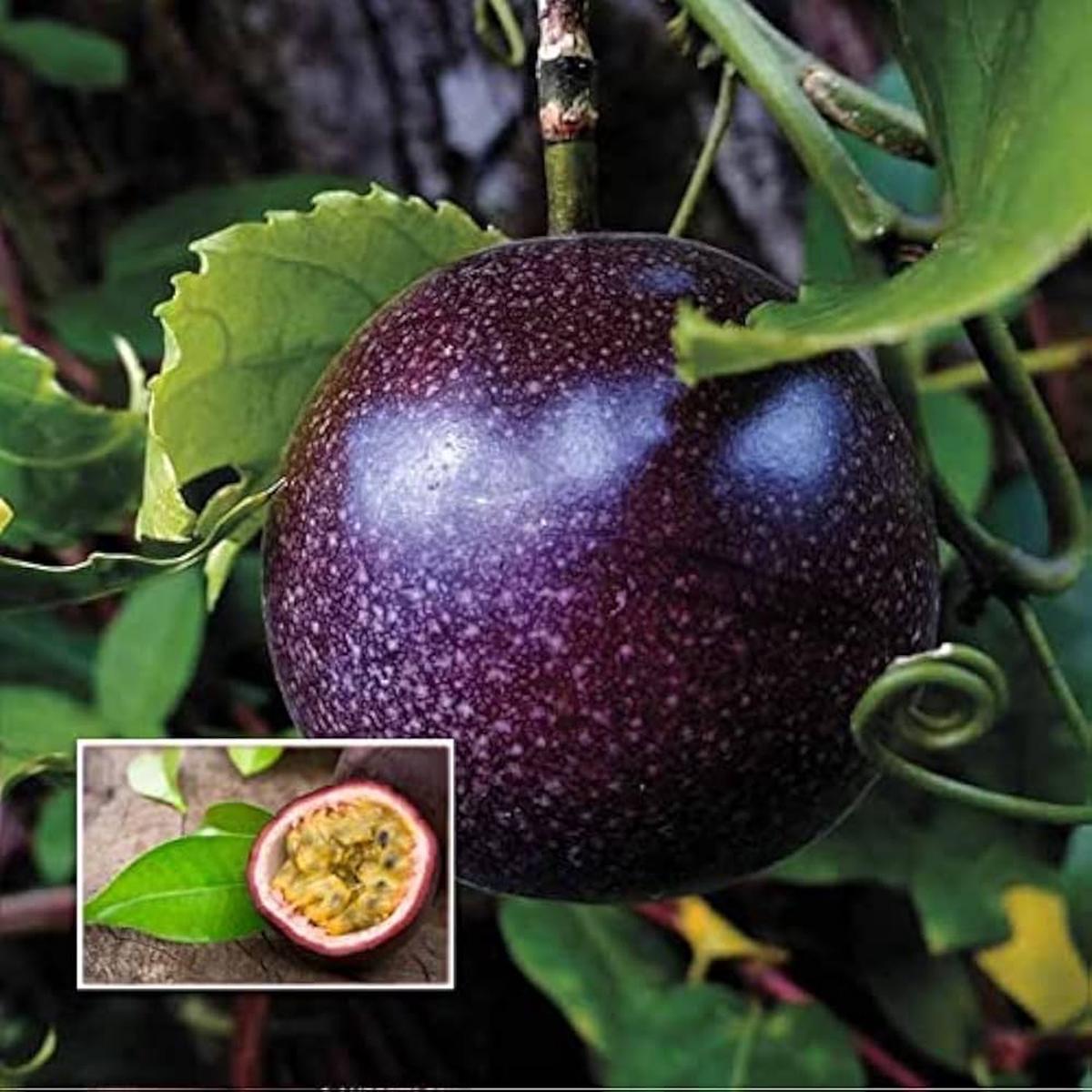 Black Passion Fruit Seeds for Planting Heirloom Non-GMO High Germination Organic Garden Seeds