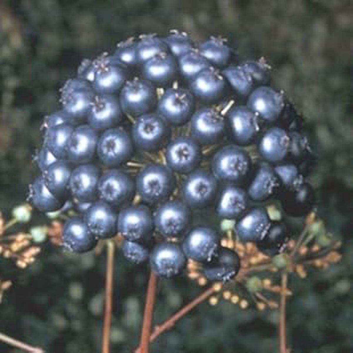 Black Sarsaparilla Fruit Seeds for Planting Grow Flavorful Sarsaparilla with Many Benefits, Heirloom & Non-GMO Seeds