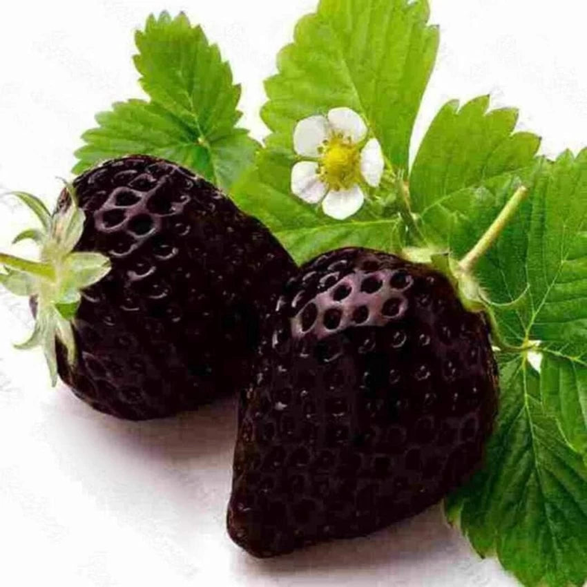 Black Strawberry Fruit Seeds for Planting  Sweet, Juicy Berries for Gardens, Heirloom & Non-GMO, High Germination