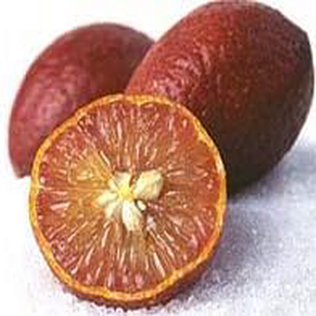 Brown Lemon Fruit Seeds for Planting Sweet, Juicy Citrus, Heirloom, High Germination, Non-GMO Organic Garden Seeds