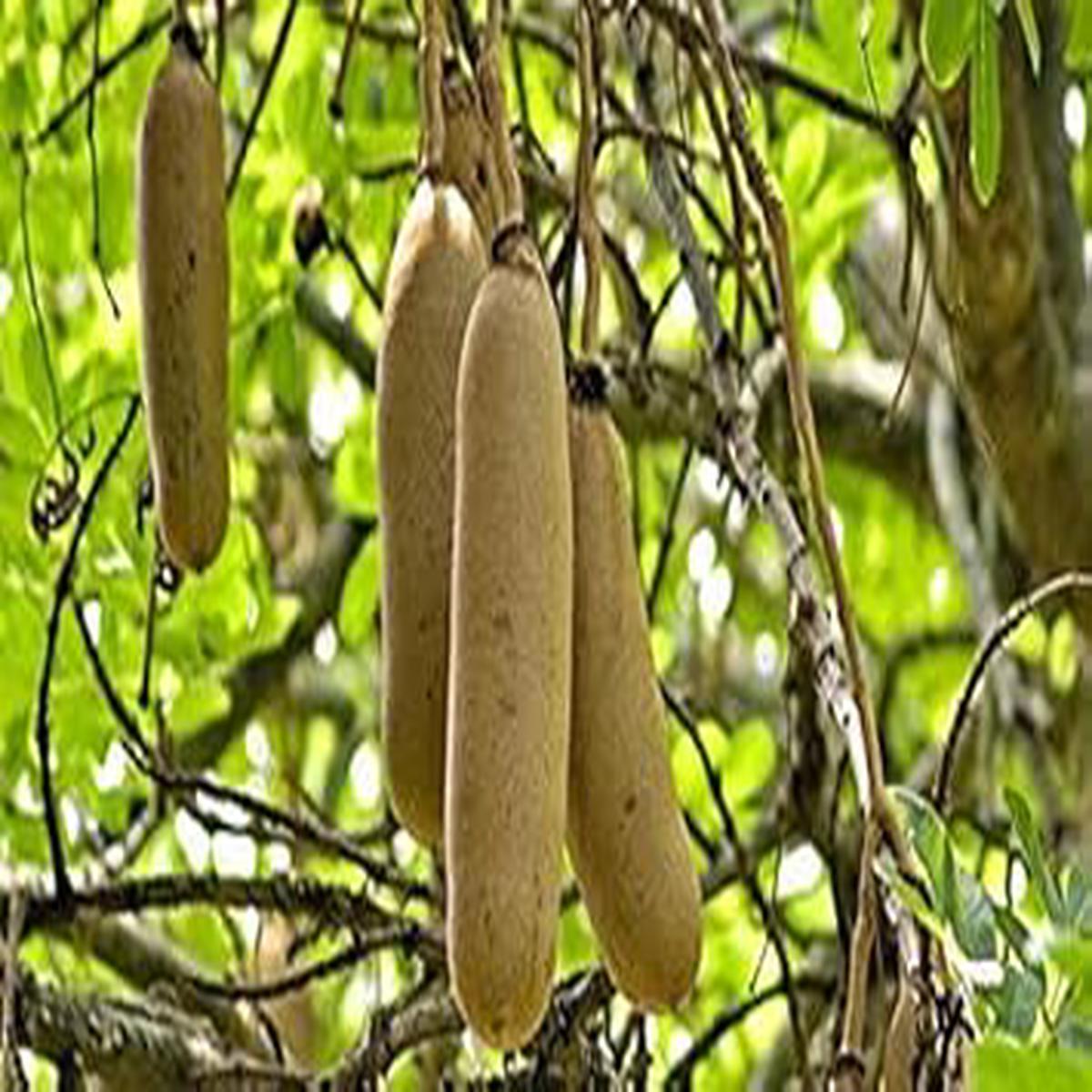 Brown Sausage Fruit Seeds Heirloom & Non-GMO Seeds for Planting Unique Fruits in Your Home Garden, 100 pcs