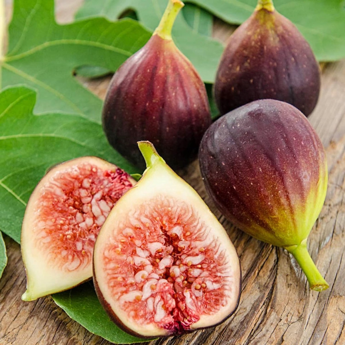 Brown Turkey Fig Seeds for Planting Heirloom, Non-GMO, High Germination Organic Garden Seeds for Sweet Figs