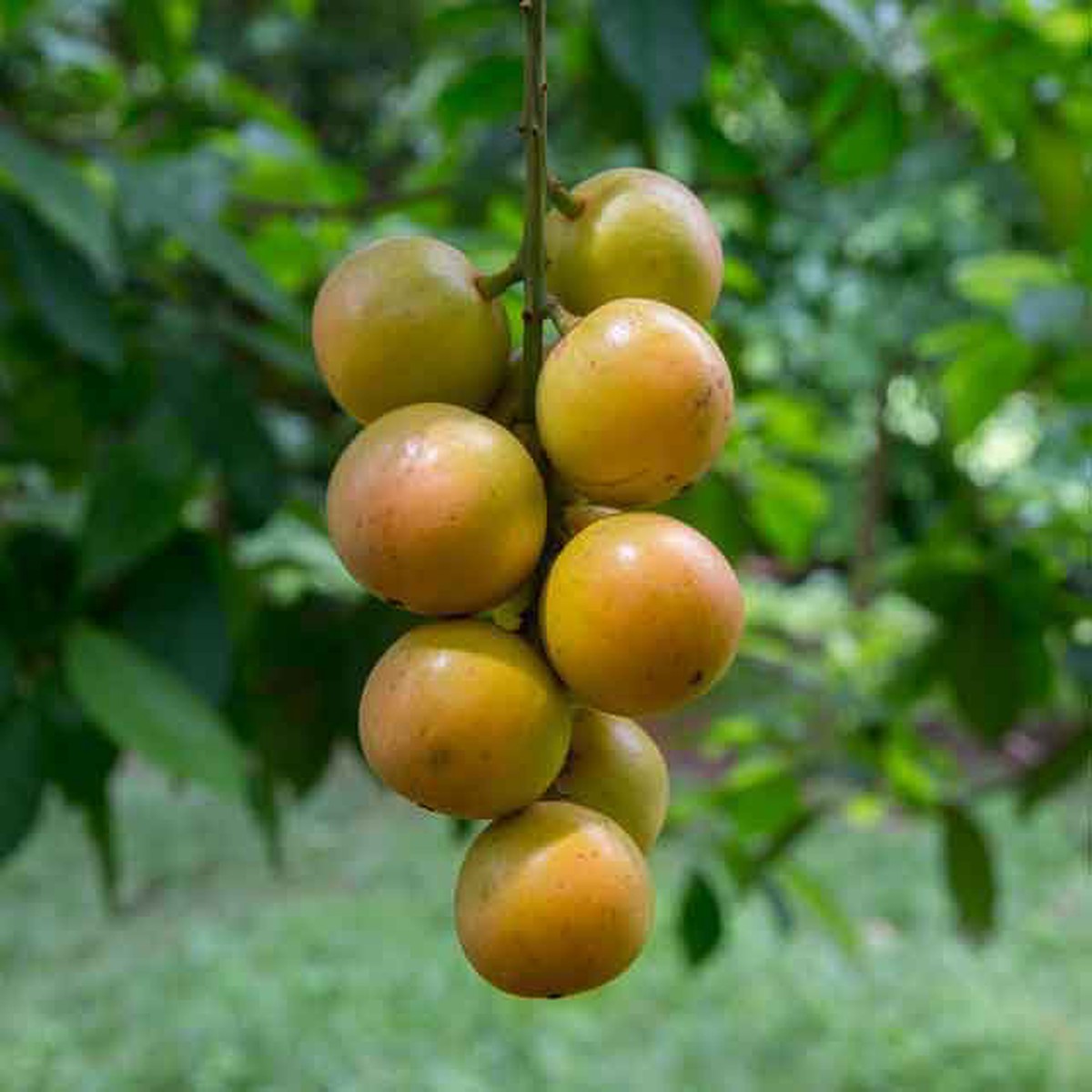 Burmese Grape Fruit Seeds for Planting Heirloom Non-GMO High Germination Organic Garden Seeds