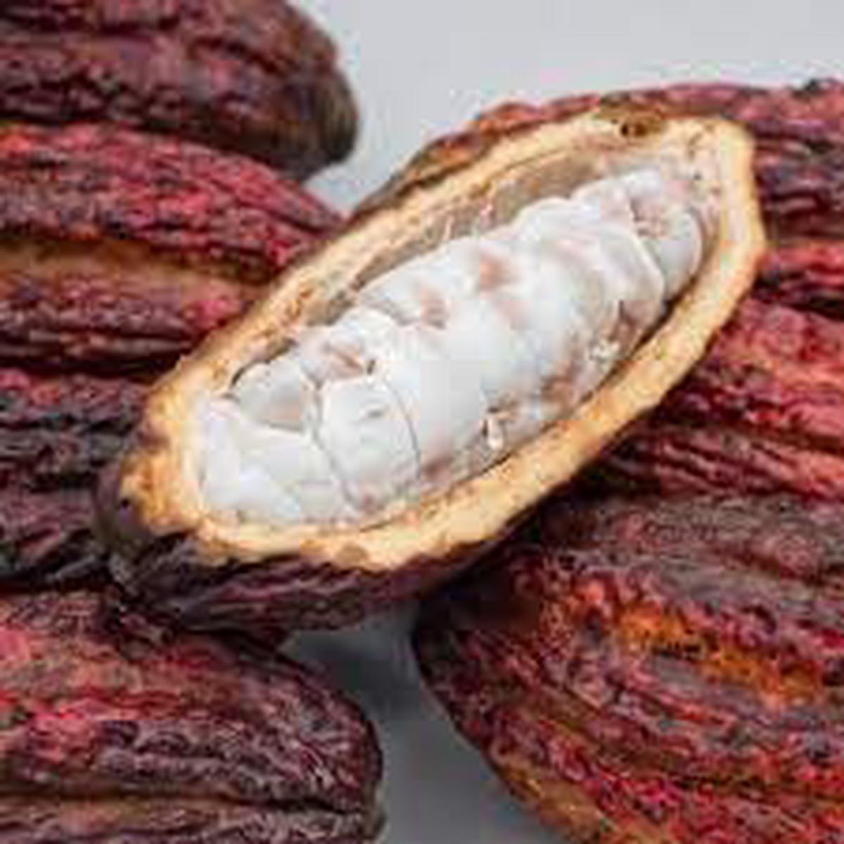 Cacao Fruit Seeds - Grow Your Own Chocolate Tree NON GMO Seeds for Planting Heirloom Organic Garden