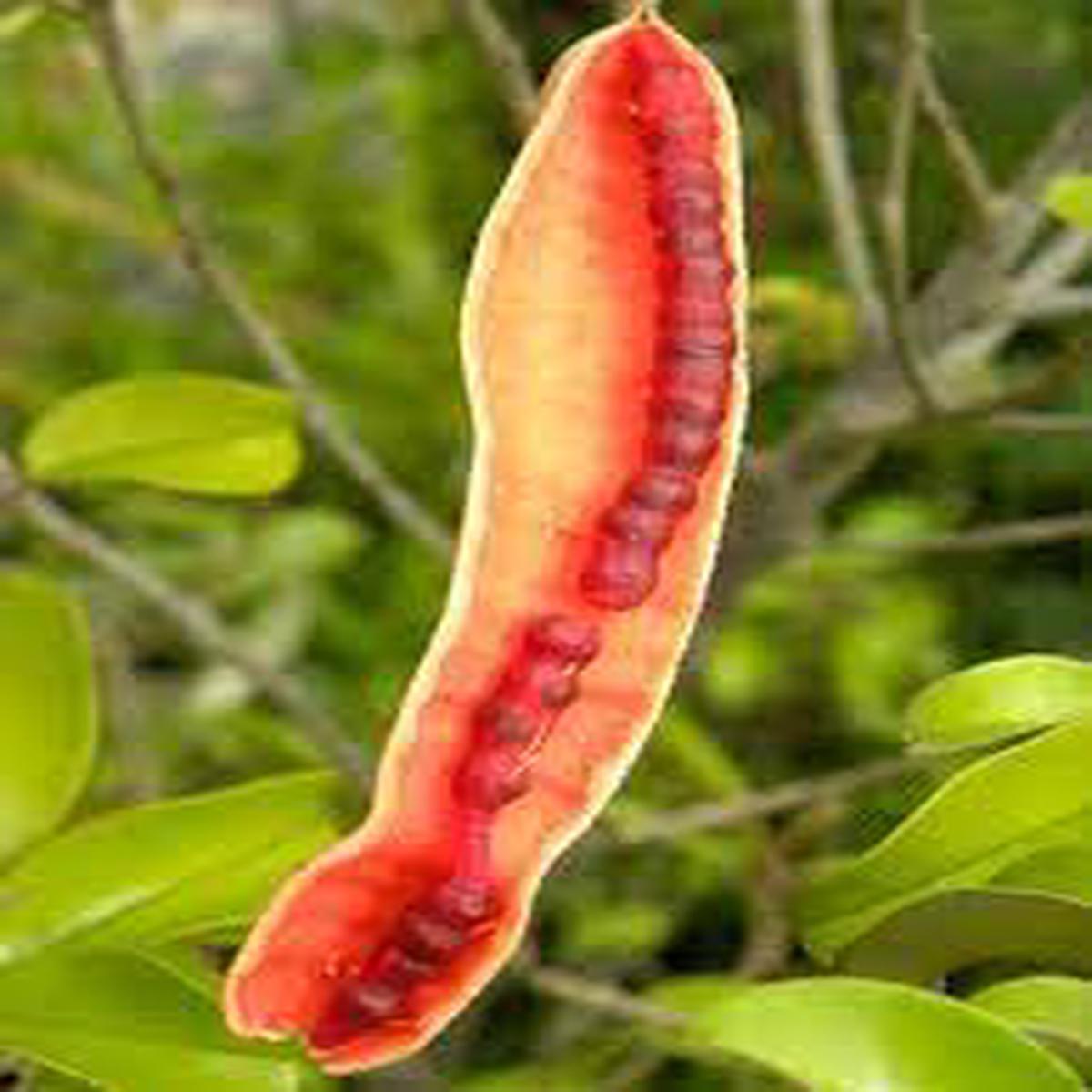 Capparis cynophallophora Jamaican Caper Seeds for Planting Florida Native Heirloom Non-GMO Fruit Seeds for Cultivation