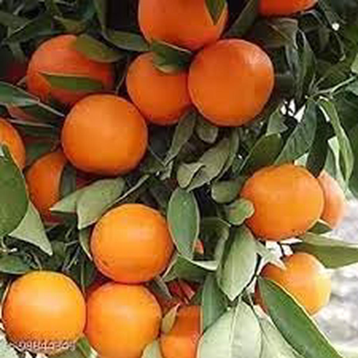 Citrus Aurantium Bitter Orange Seeds  Grow Heirloom, GMO-Free Citrus Trees in Your Garden