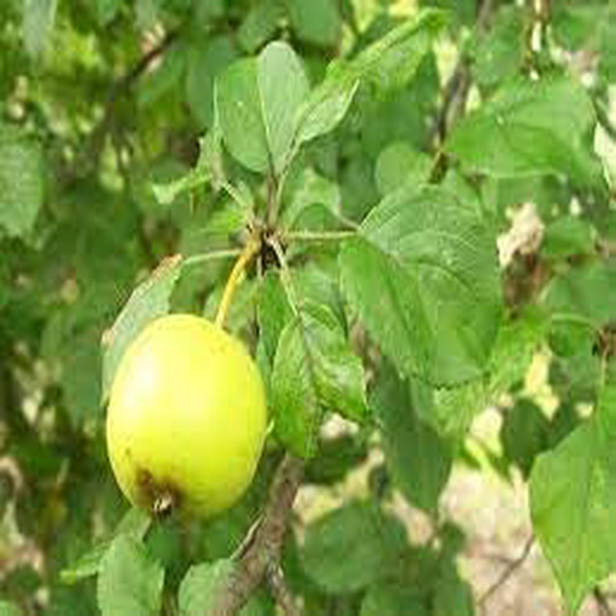 Crab Apple Fruit Seeds  Heirloom & Non-GMO Seeds for Growing Beautiful Crab Apples in Your Garden