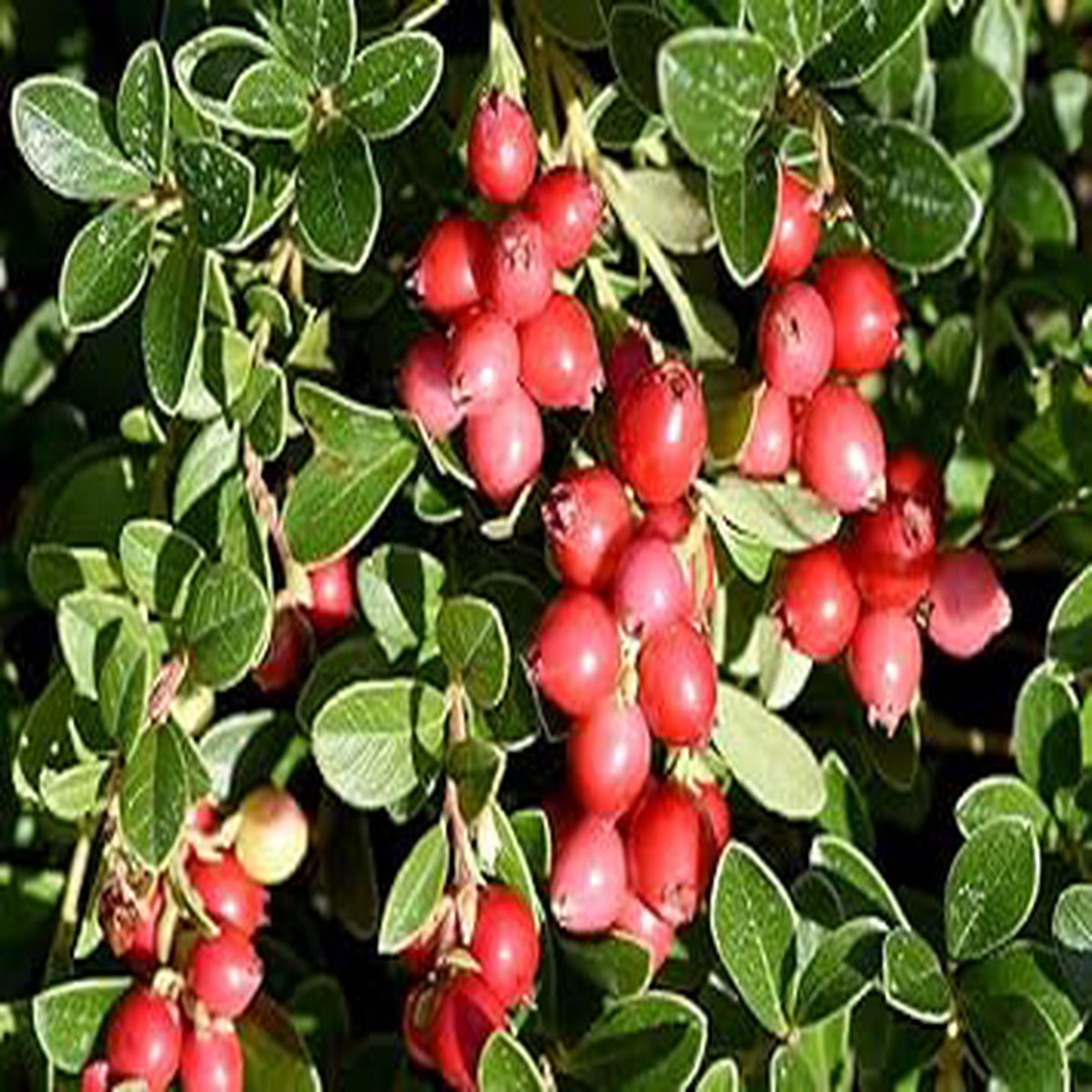 Cranberry Fruit Seeds for Planting  Heirloom, Non-GMO, High Germination Organic Garden Seeds for Tart, Healthy Cranberries