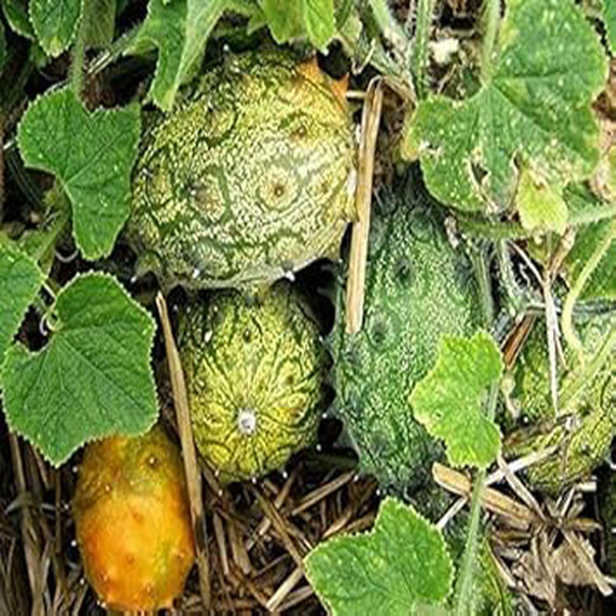 Cucumis Metuliferus (Horned Melon) Fruit Seeds for Planting Unique, Non-GMO, Heirloom, High Germination