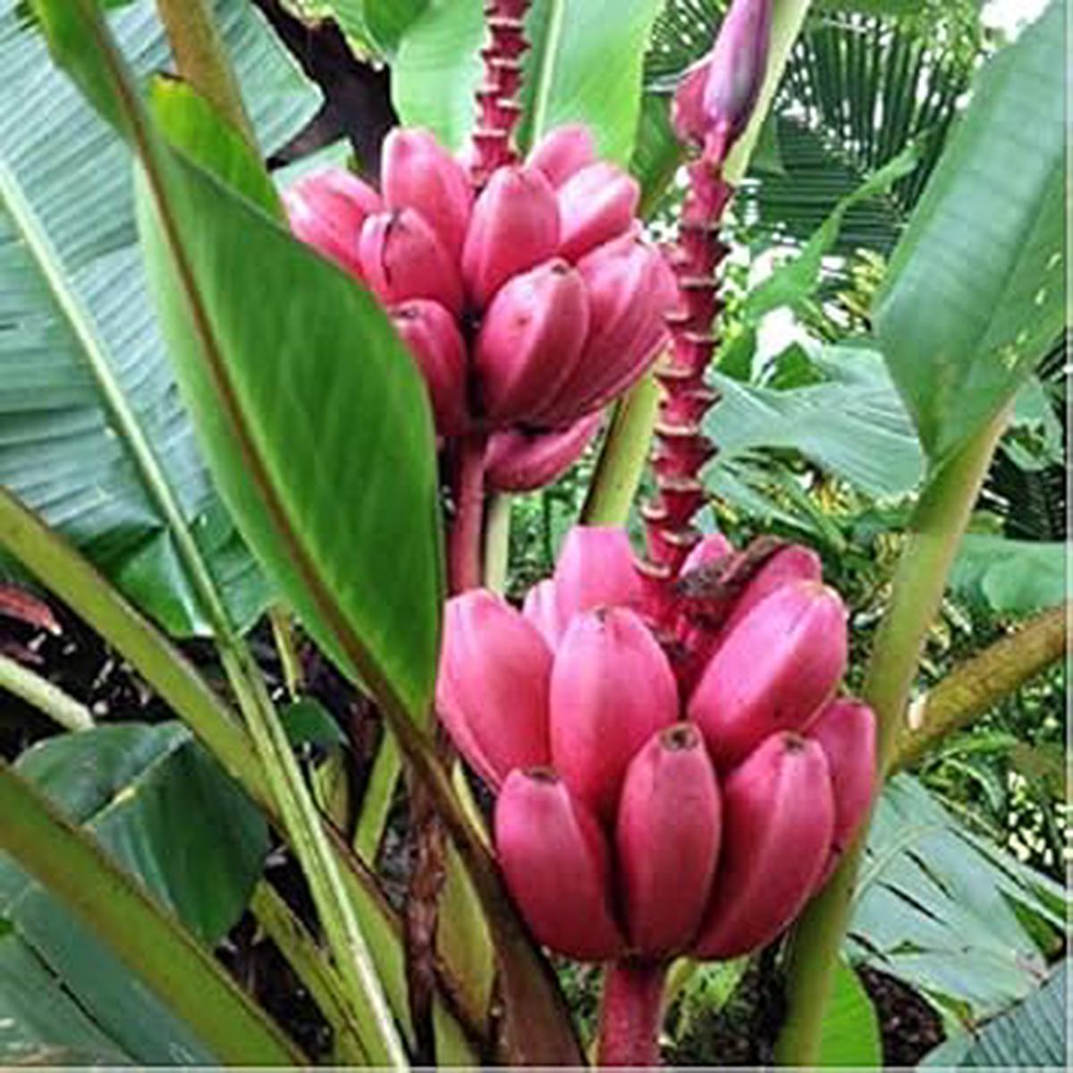 Dark Pink Banana Fruit Seeds for Planting  Heirloom & Non-GMO Seeds for Exotic Tropical Gardens