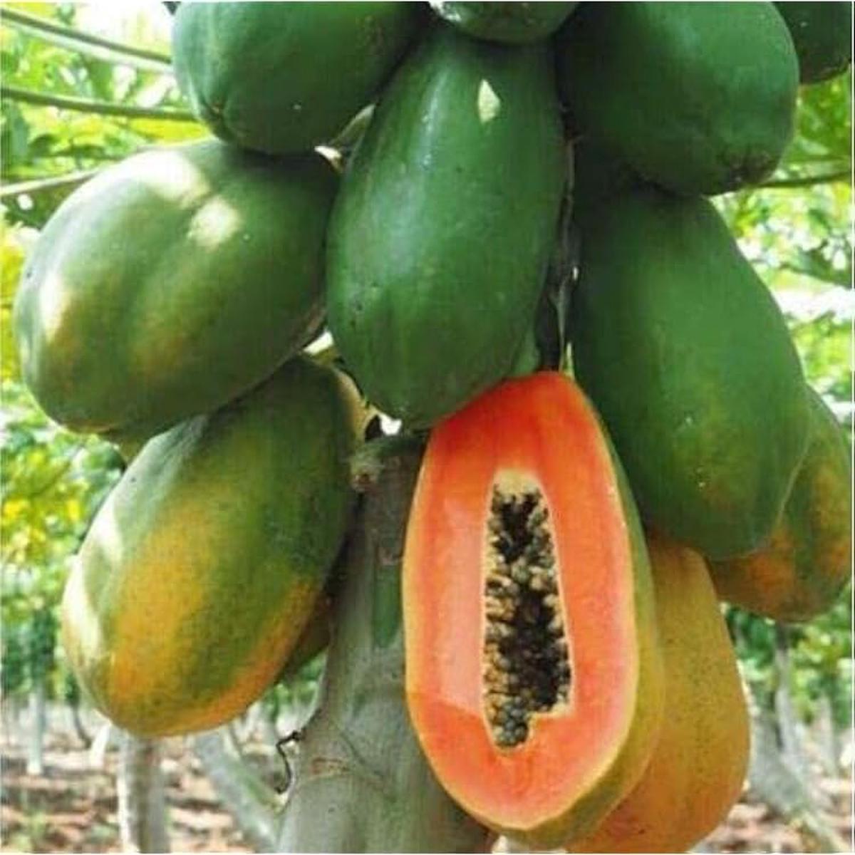Dwarf Waimanalo Papaya Fruit Seeds for Planting  Heirloom Non-GMO High Germination Organic Garden Seeds