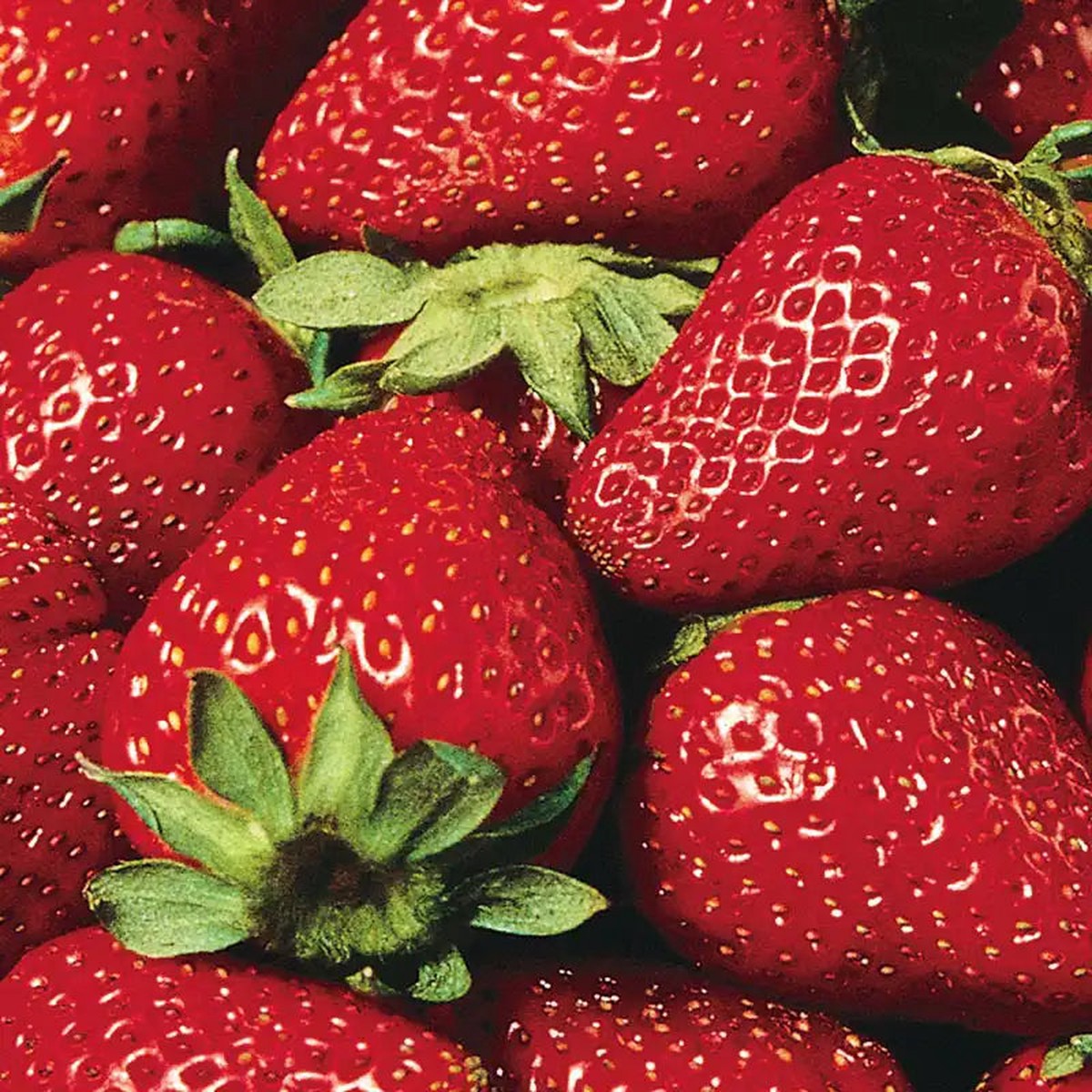 Eversweet Everbearing Strawberry Seeds for Planting - Organic, Heirloom, Non-GMO seeds for Home Garden