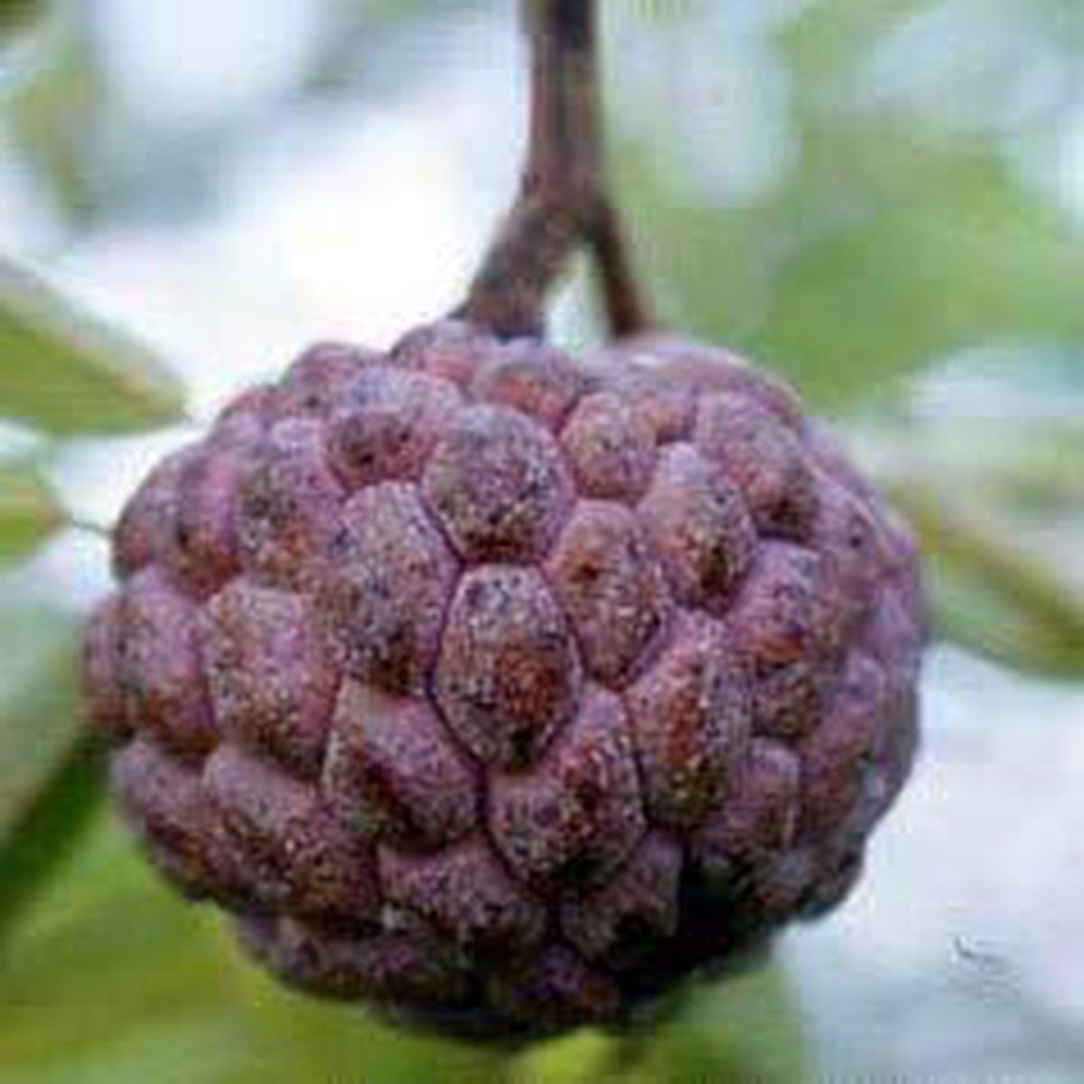Fresh Burgundy Sugar-Apple Tree Seeds  Tropical Delight for Your Garden, 100pcs, Heirloom & Non-GMO Seeds