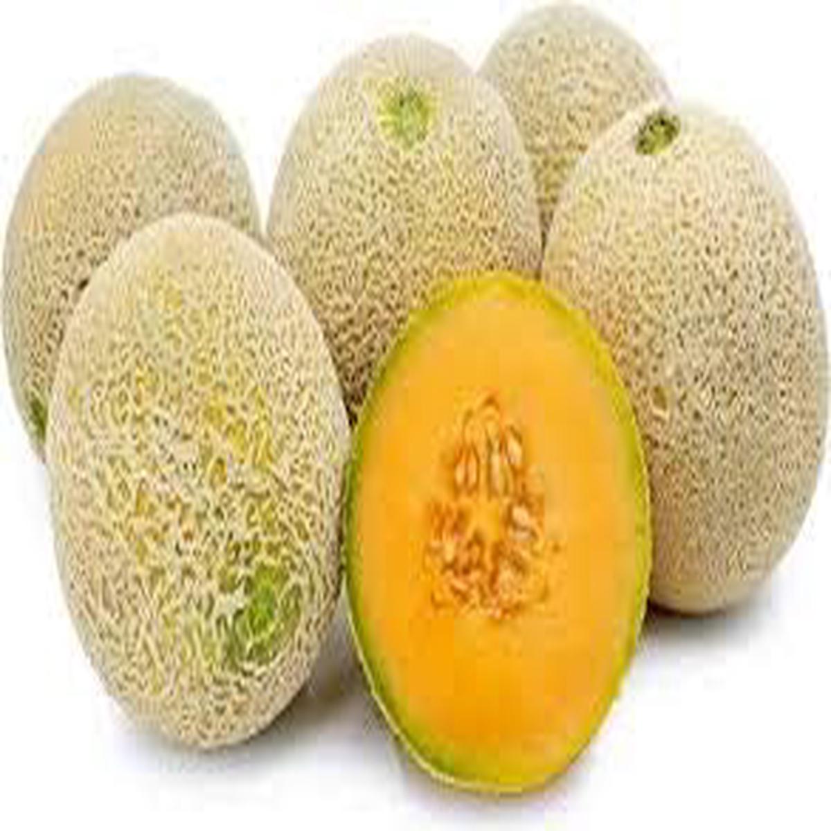 Fresh Yellow Cantaloupe Melon Fruit Seeds for Planting Heirloom, Non-GMO, High Germination Organic Garden Seeds