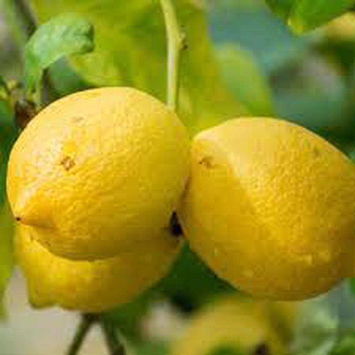 Genoa Lemon Fruit Seeds for Planting Rare, Highly Productive Lemon Tree, Heirloom & Non-GMO