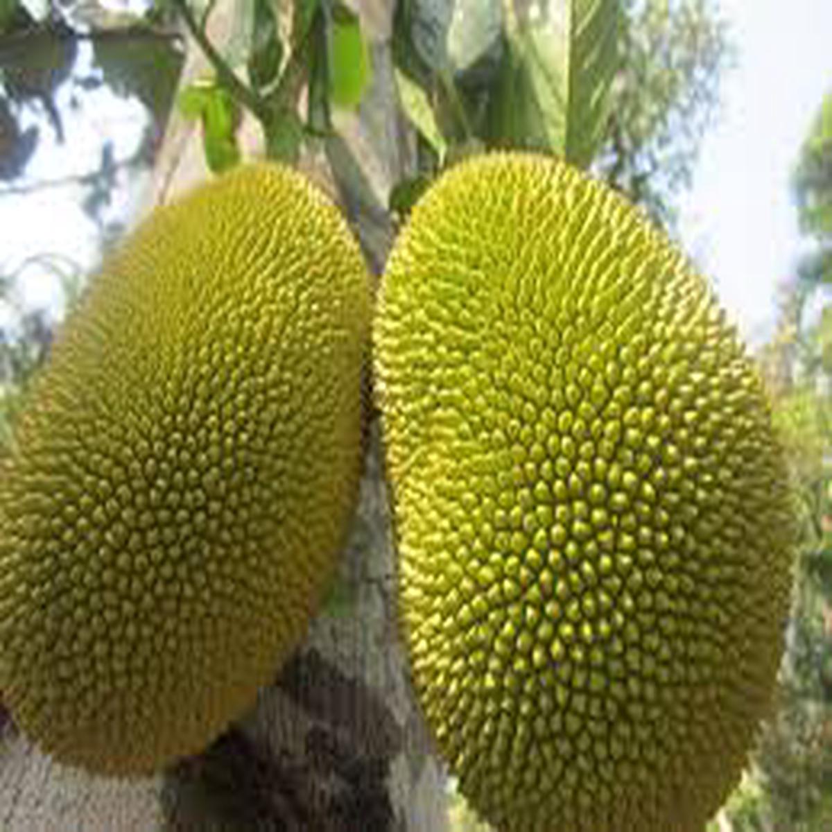 Golden Pillow (Mong Thong) Jackfruit Seeds  Grow Large, Sweet Tropical Jackfruit Trees, Heirloom & GMO-Free