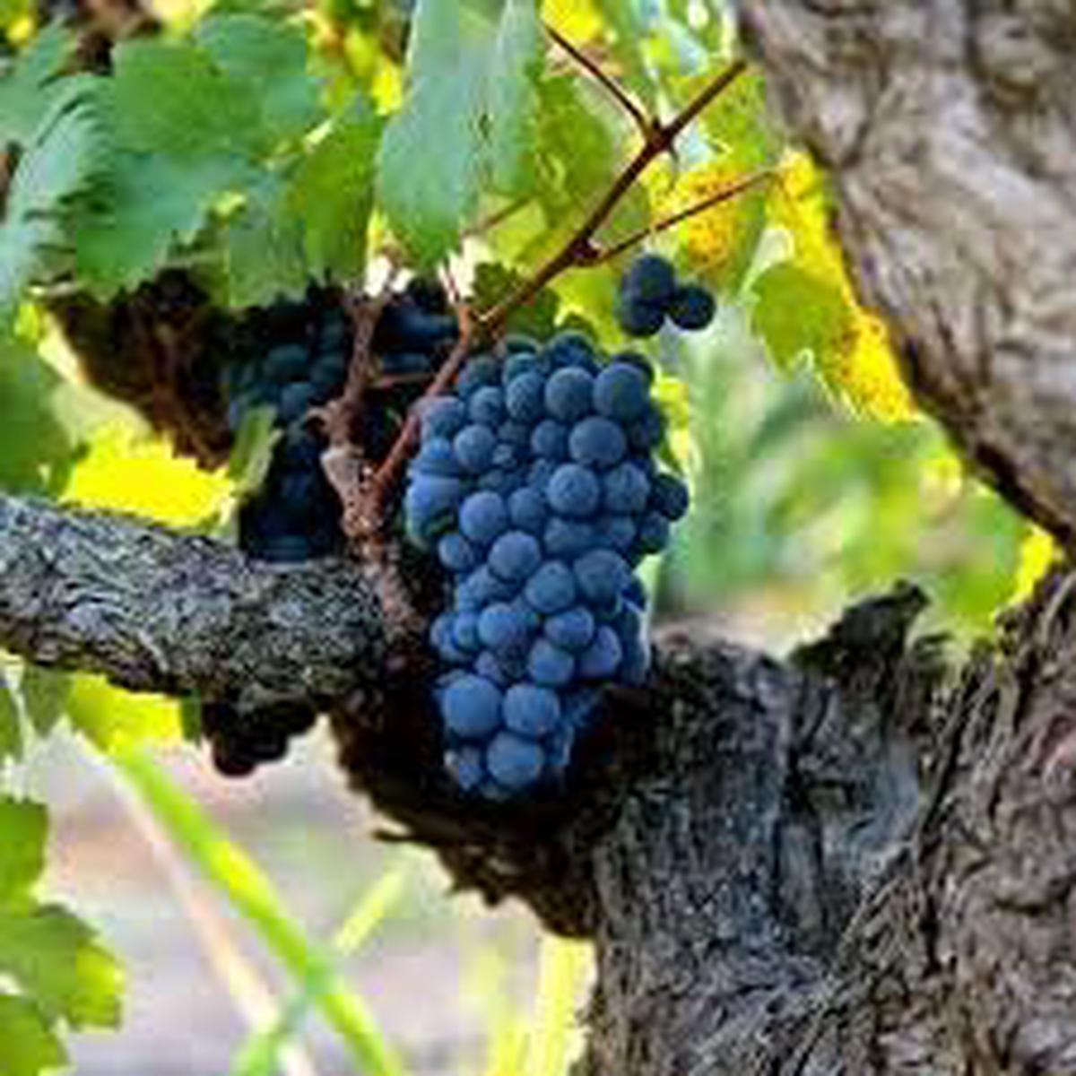Grape Fruit Seeds for Planting Dark Blue Variety, Heirloom & Non-GMO Seeds for Sweet Home Garden Grapes