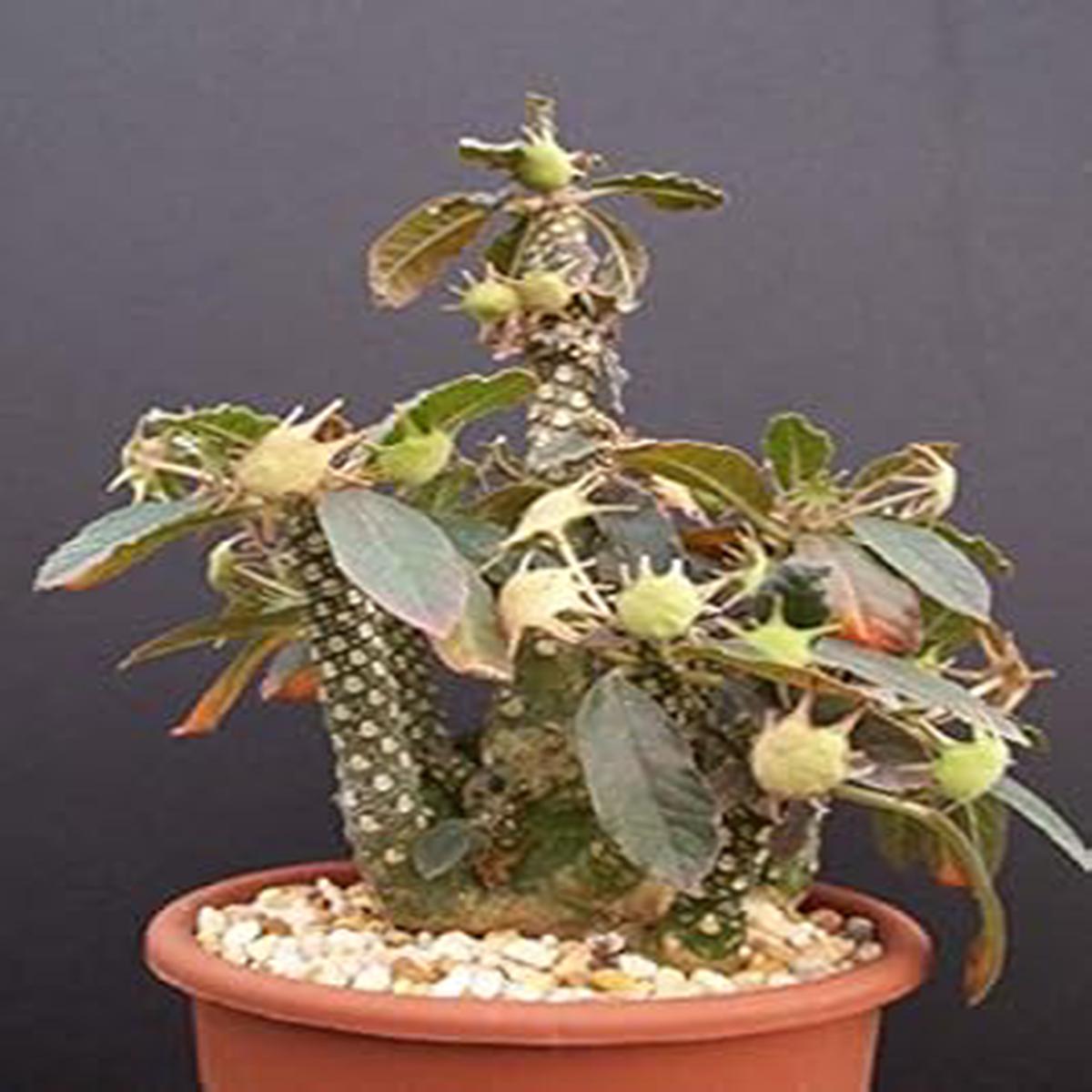 Green Dorstenia Foetida LAV Plant Seeds Grow Unique, Hardy Dorstenia Plants for Your Garden, Heirloom & Non-GMO