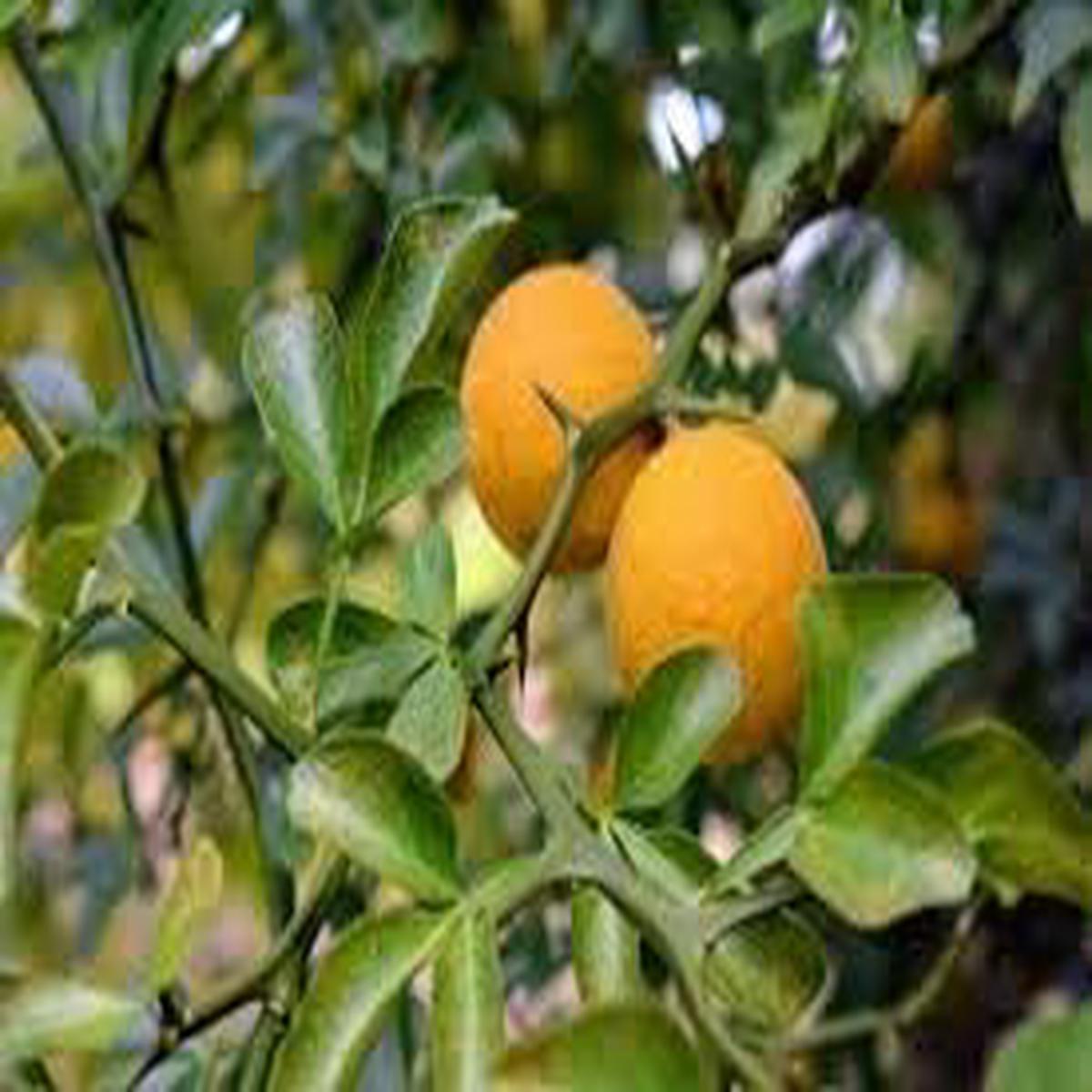 Hardy Bitter Orange Fruit Seeds for Planting Heirloom, Non-GMO, High Germination Organic Garden Seeds for Tangy, Resilient Trees
