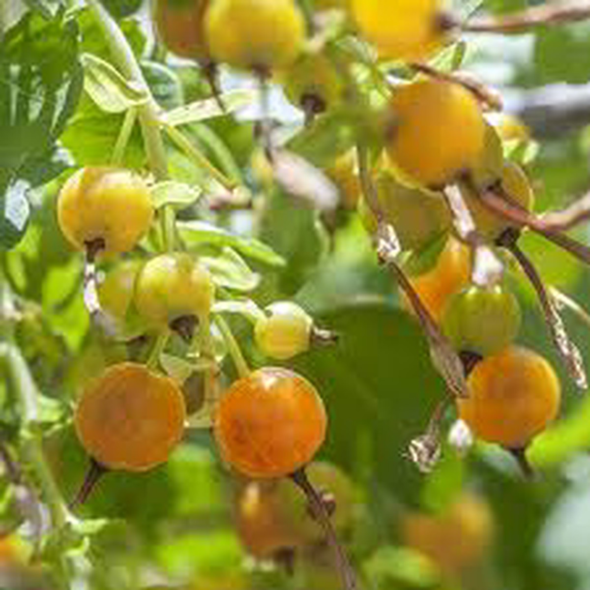 Heirloom Golden Currant Fruit Seeds Tangy Yellow Berries, Non-GMO Seeds for Home Garden Planting