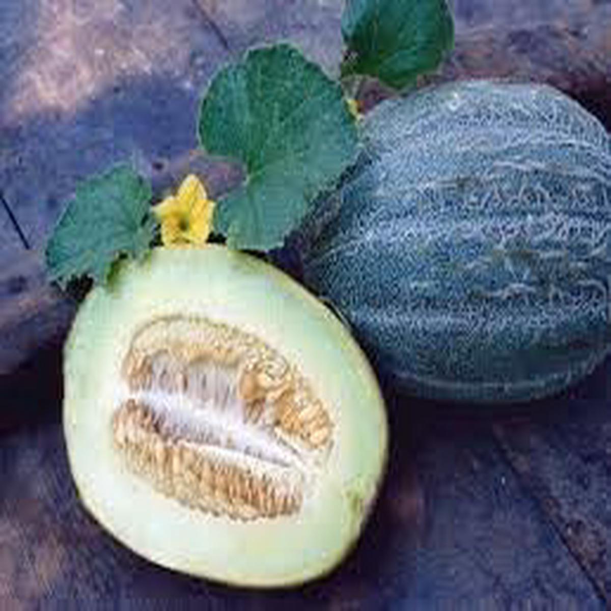 Heirloom Melon Fruit Seeds  Grow Sweet and Juicy Melon Varieties