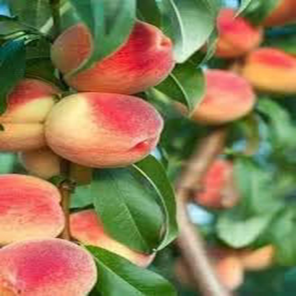 High-Yield Passion Fruit Seeds Abundant Tropical Vines & Sweet Fruits