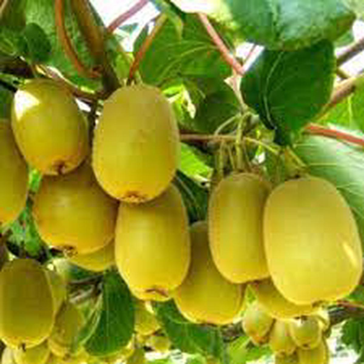 Jin Tao Kiwi Fruit Seeds for Planting Heirloom & Non-GMO Seeds for Vitamin-Rich Tropical Home Garden