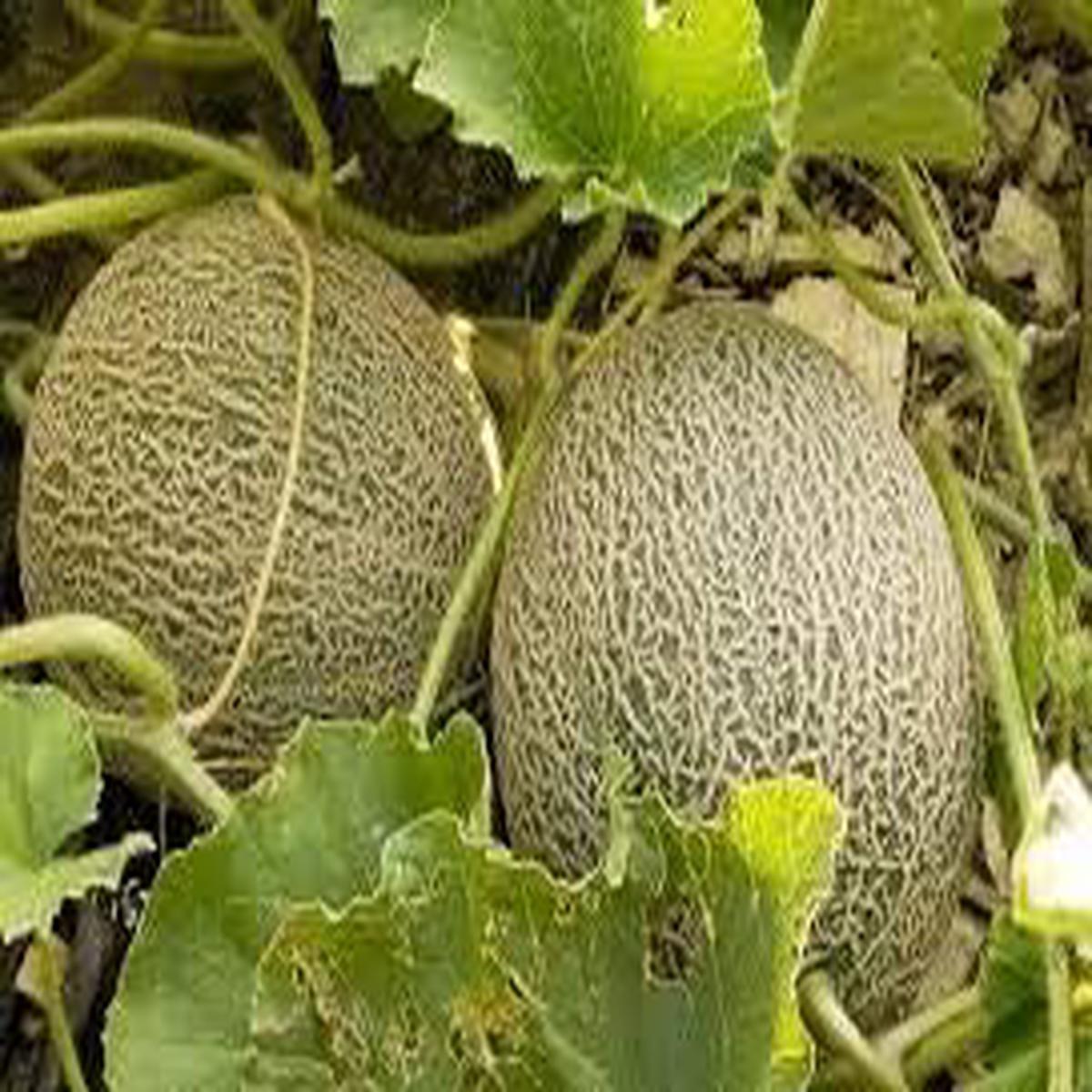 Light Yellow Cantaloupe Melon Fruit Seeds  Heirloom, Non-GMO Seeds for Sweet, Juicy Summer Harvests